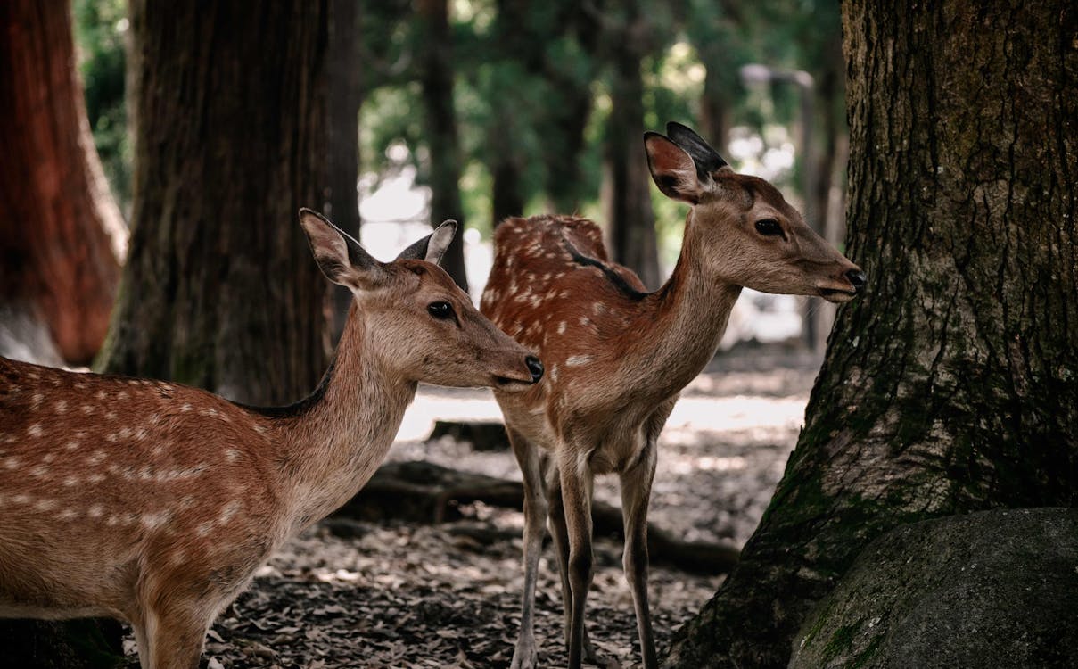 Nara Japan Deer In Forest