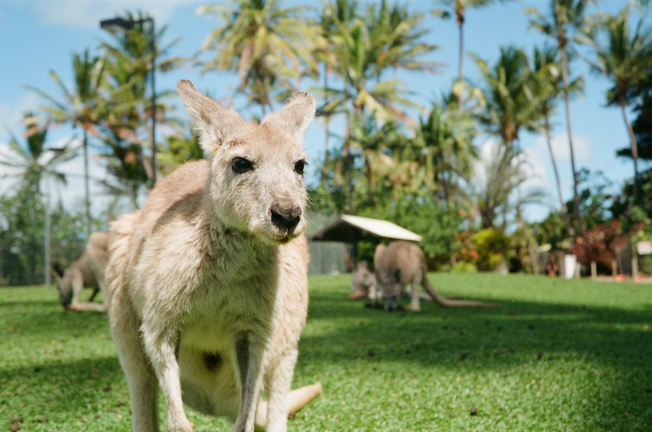 Kangaroo Island Kangaroos 