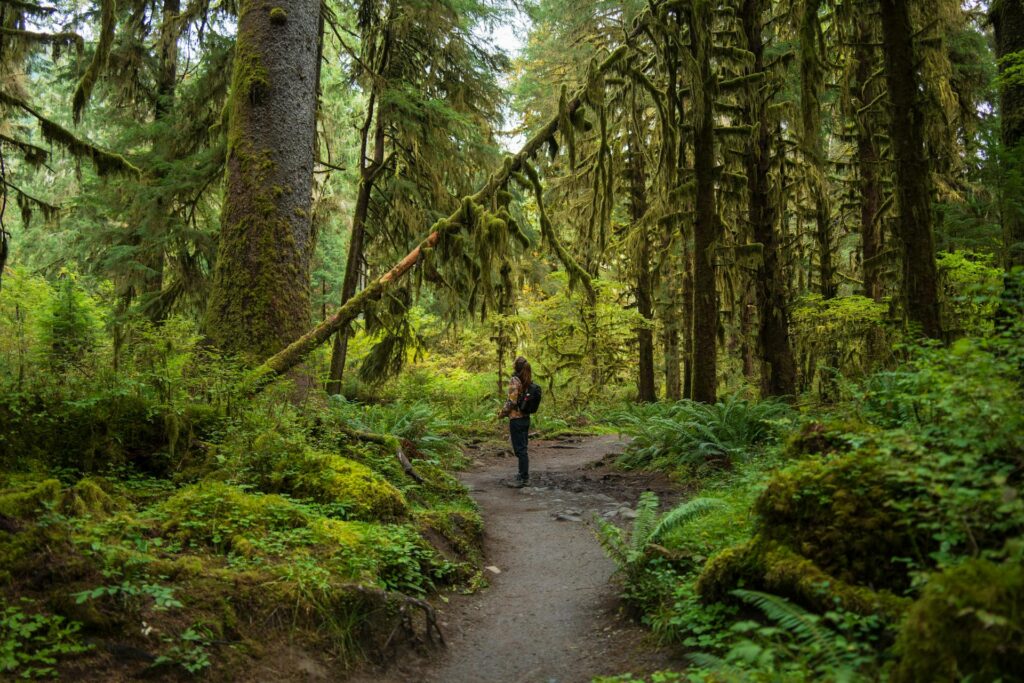 Olympic National Park Trees Adventure Hiker