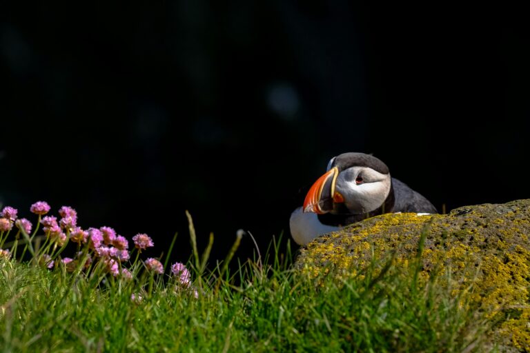 Puffin