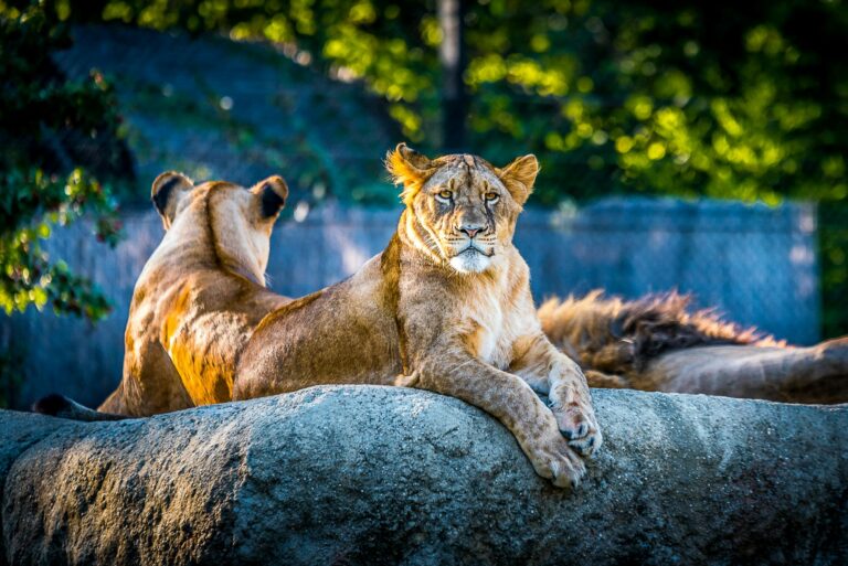 Exploring the World’s Most Renowned Zoos