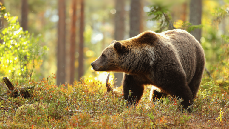 Grizzly Bear In Forest