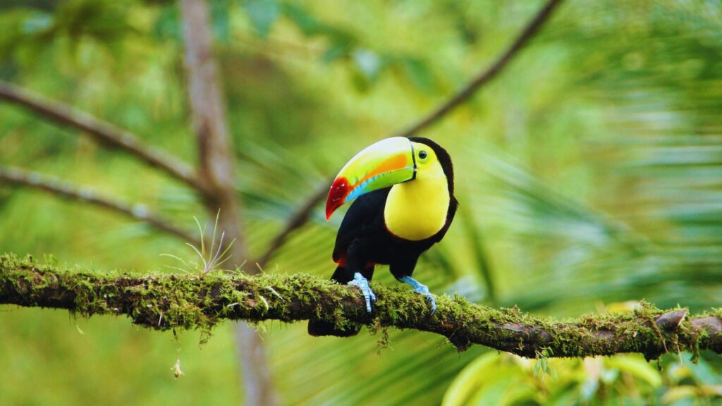 Toucan Costa Rica