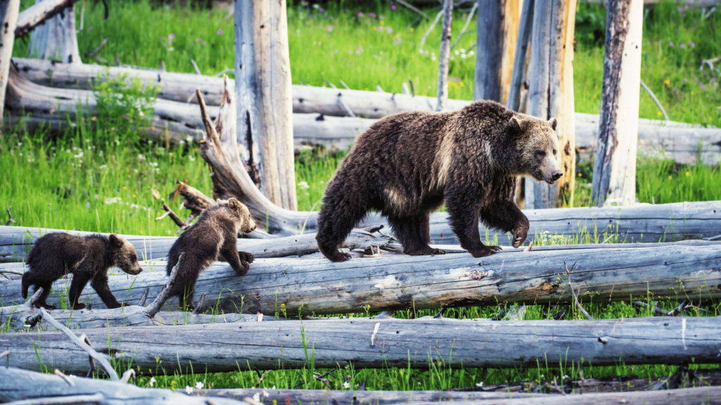 Grizzly Bear Mother Cubs 