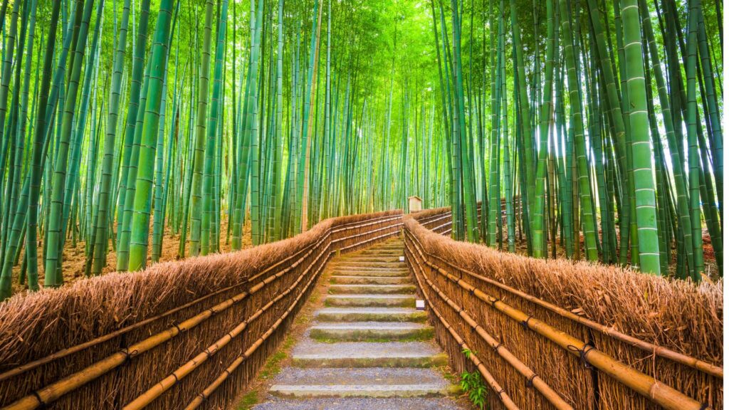 Bamboo Forest Kyoto