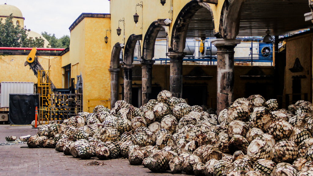 Agave Factory