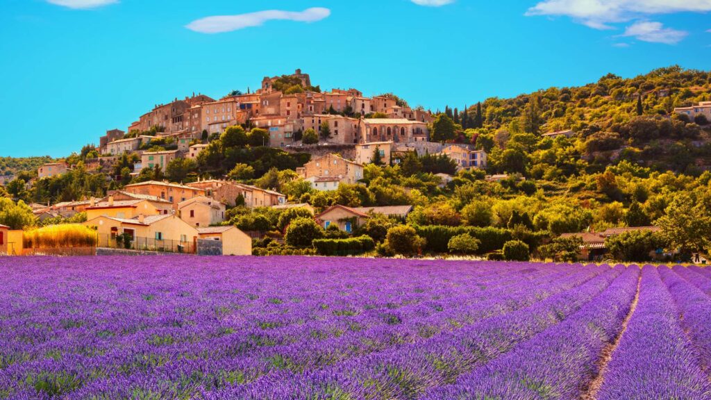 France Lavender Field 