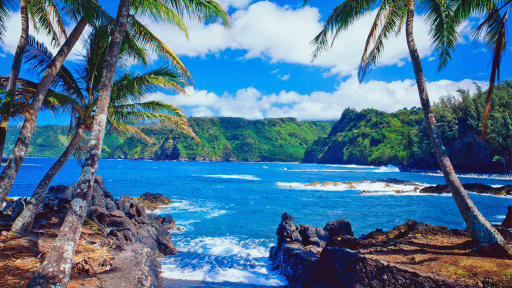 Maui Water Coconut Trees