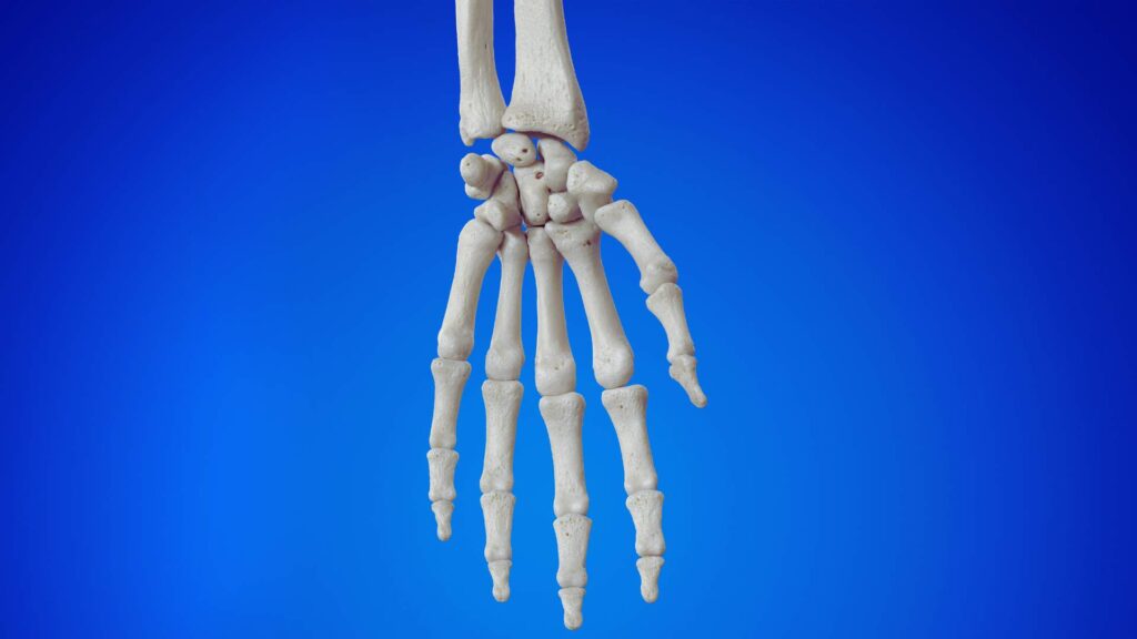 Skeleton Hand