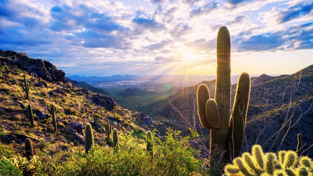 Cactus Arizona Sunrise