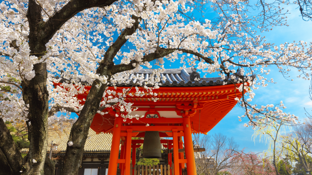 Temple Cherry Blossom Japan