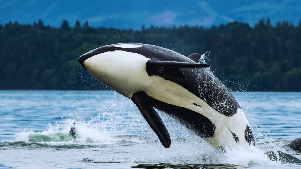 Vancouver Islands  Killer Whale Jumping