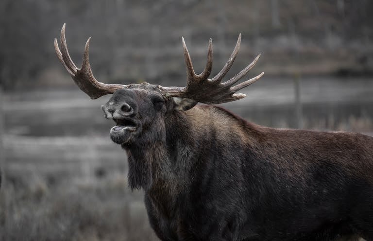 Close-up of a moose in the wild showcasing its antlers and natural beauty.