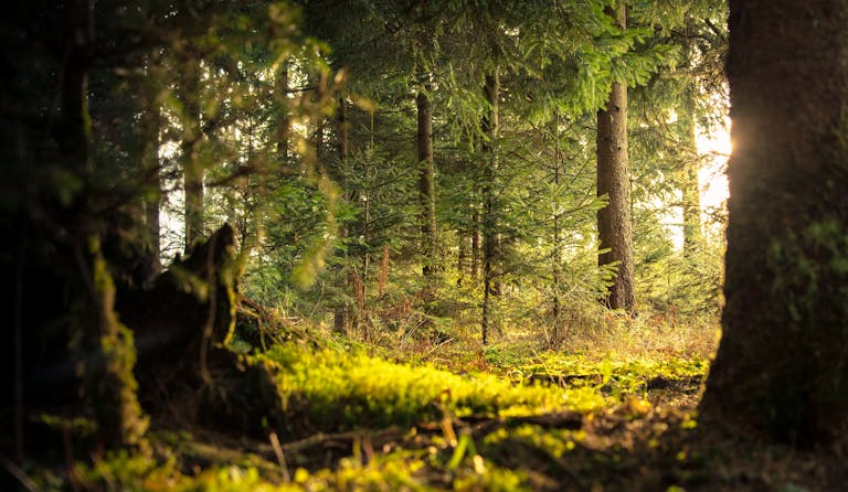 Explore the peaceful coniferous forest of Zagorje ob Savi with sunlight filtering through the trees.