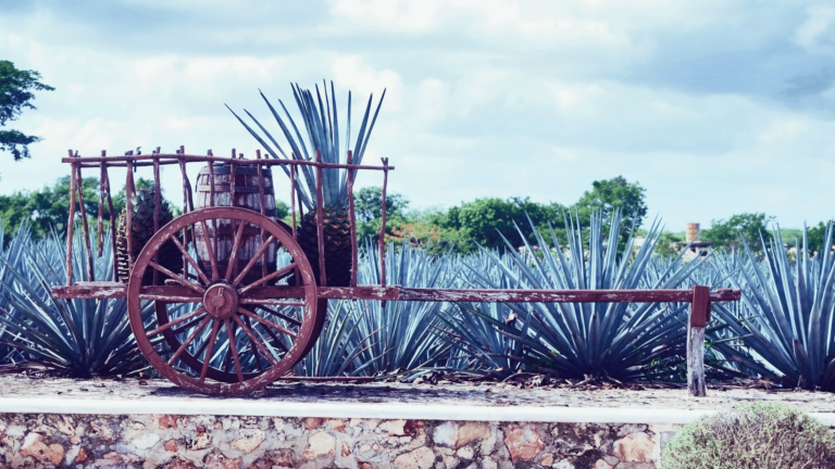 Agave Farm Cart Plant Desert