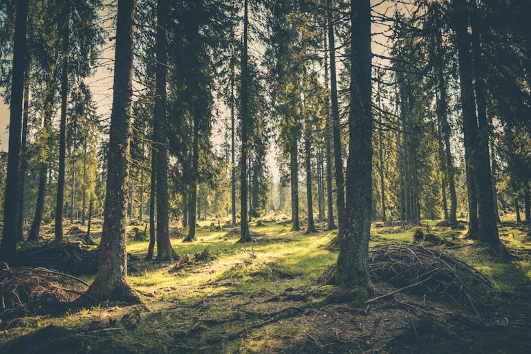 Tranquil forest with lush greenery and towering trees in Budureasa, Romania.