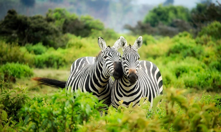 Two zebras in vibrant greenery showcasing African wildlife in their natural habitat.