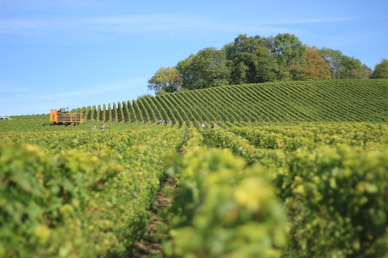 Vibrant vineyard in Reims, France, with rows of grapevines under a clear blue sky.