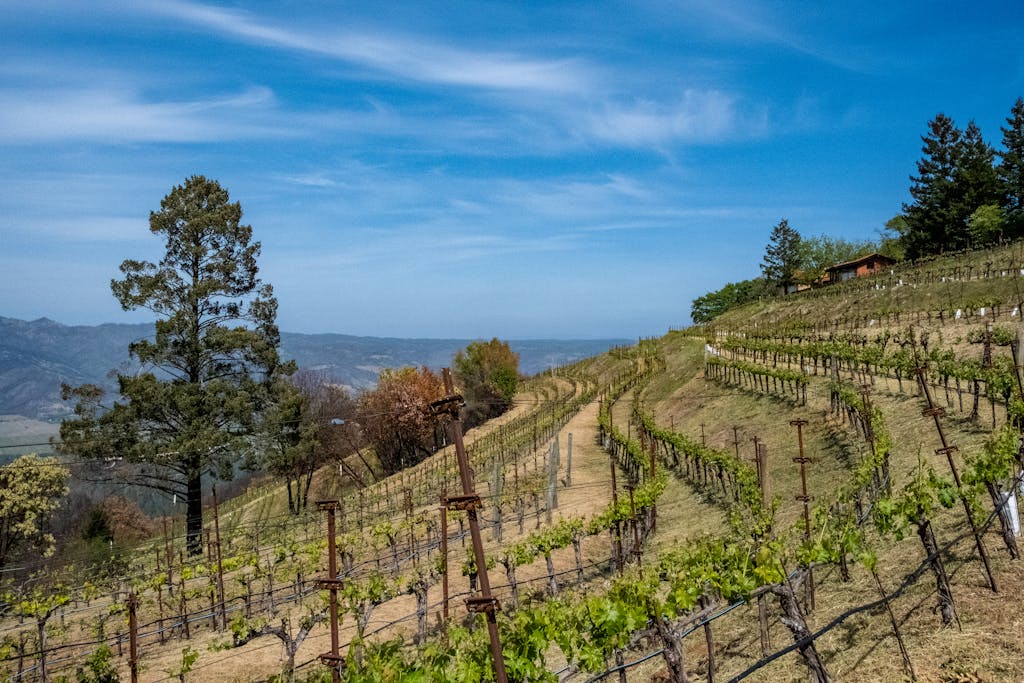 A beautiful vineyard on rolling hills under a clear sky in Napa Valley, California.