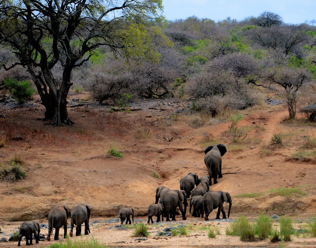 A herd of African elephants walking through Kruger National Park, South Africa.