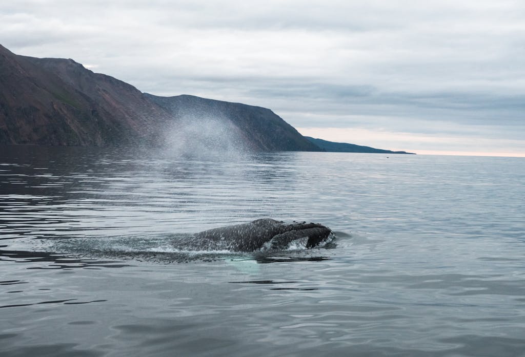 A scenic view of a whale surfacing in calm ocean waters with a mountain backdrop.