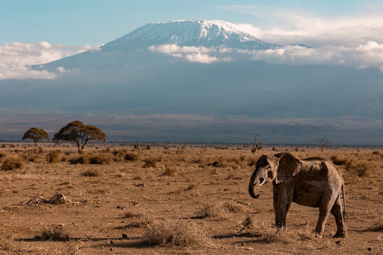 Elephant roaming the savanna with Mount Kilimanjaro in the background, showcasing the beauty of African wildlife.