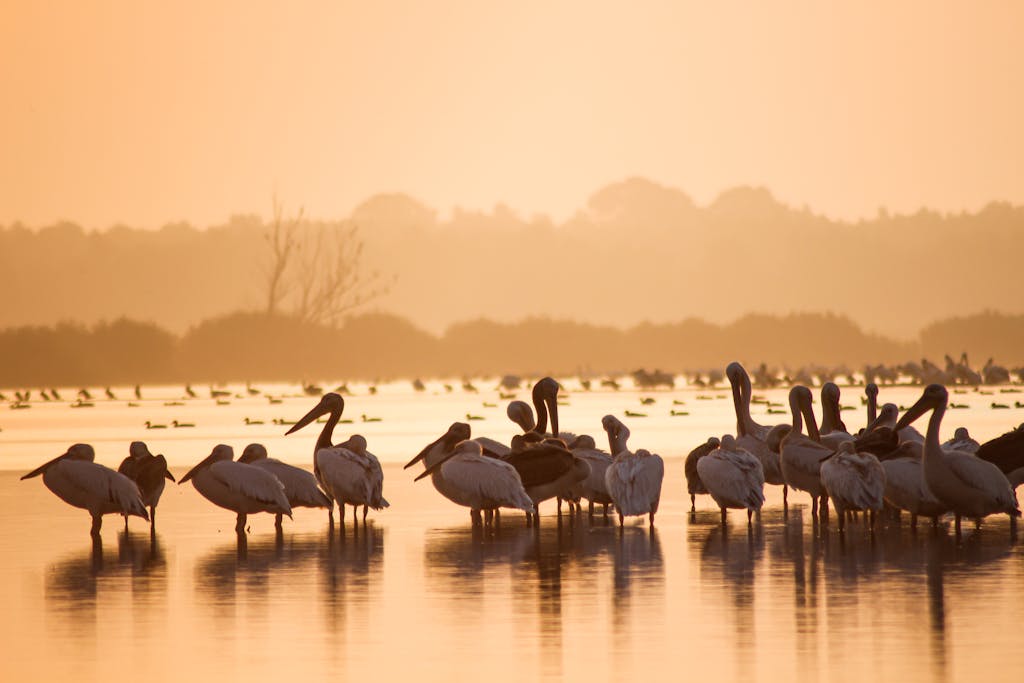 Great white pelicans gather on water at sunrise in Mahmudia, Romania's wetlands.