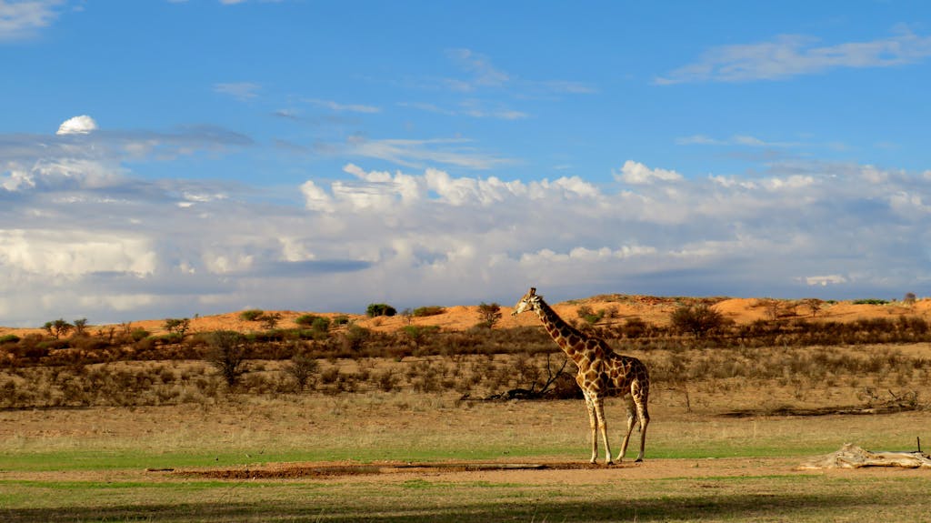 A solitary giraffe stands in the vast Kalahari Desert in South Africa under a bright sky.