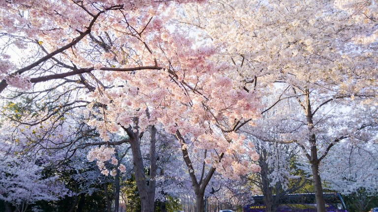 Beautiful cherry blossoms in full bloom during springtime in Washington, DC.