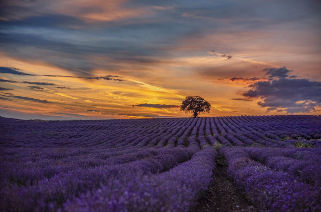 Breathtaking lavender field with a lone tree under a vibrant sunset sky. Perfect rural scenery.