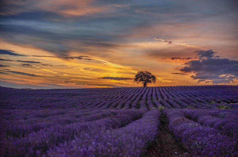 Breathtaking lavender field with a lone tree under a vibrant sunset sky. Perfect rural scenery.