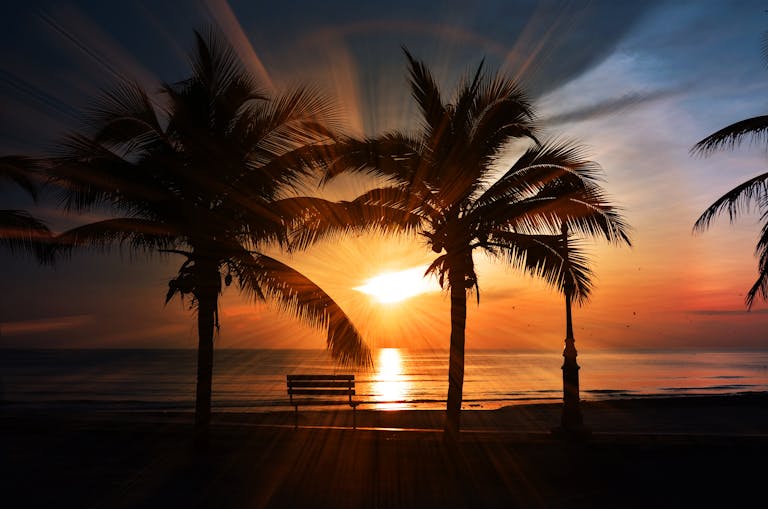 Captivating tropical beach sunset with silhouettes of palm trees and a bench facing the ocean.