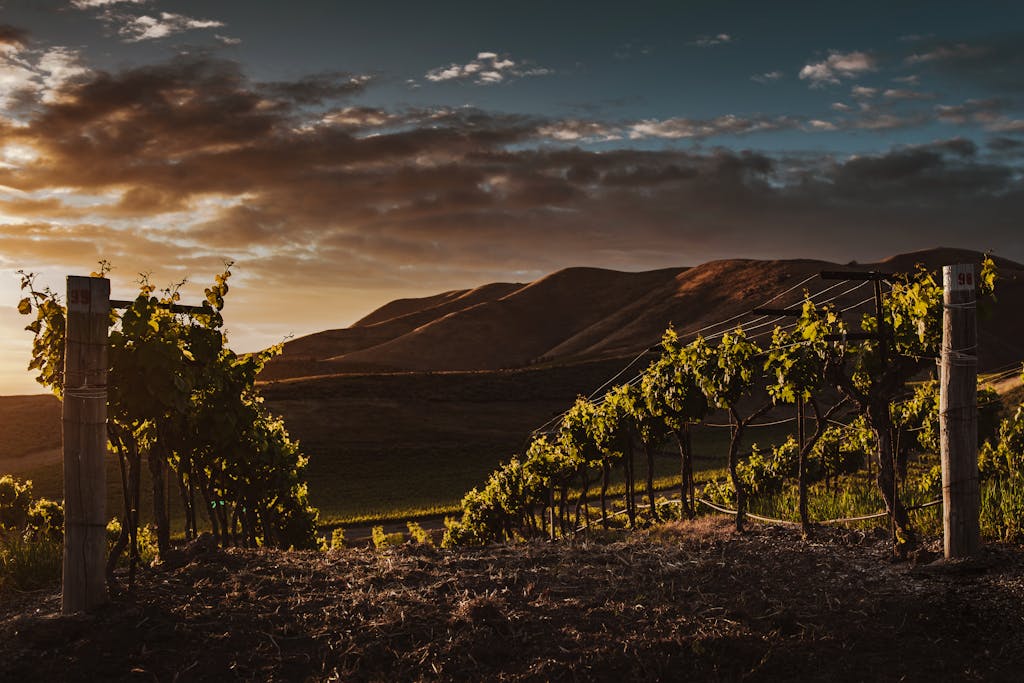 Scenic view of a vineyard at sunset in Santa Maria, California with rolling hills and dramatic sky.